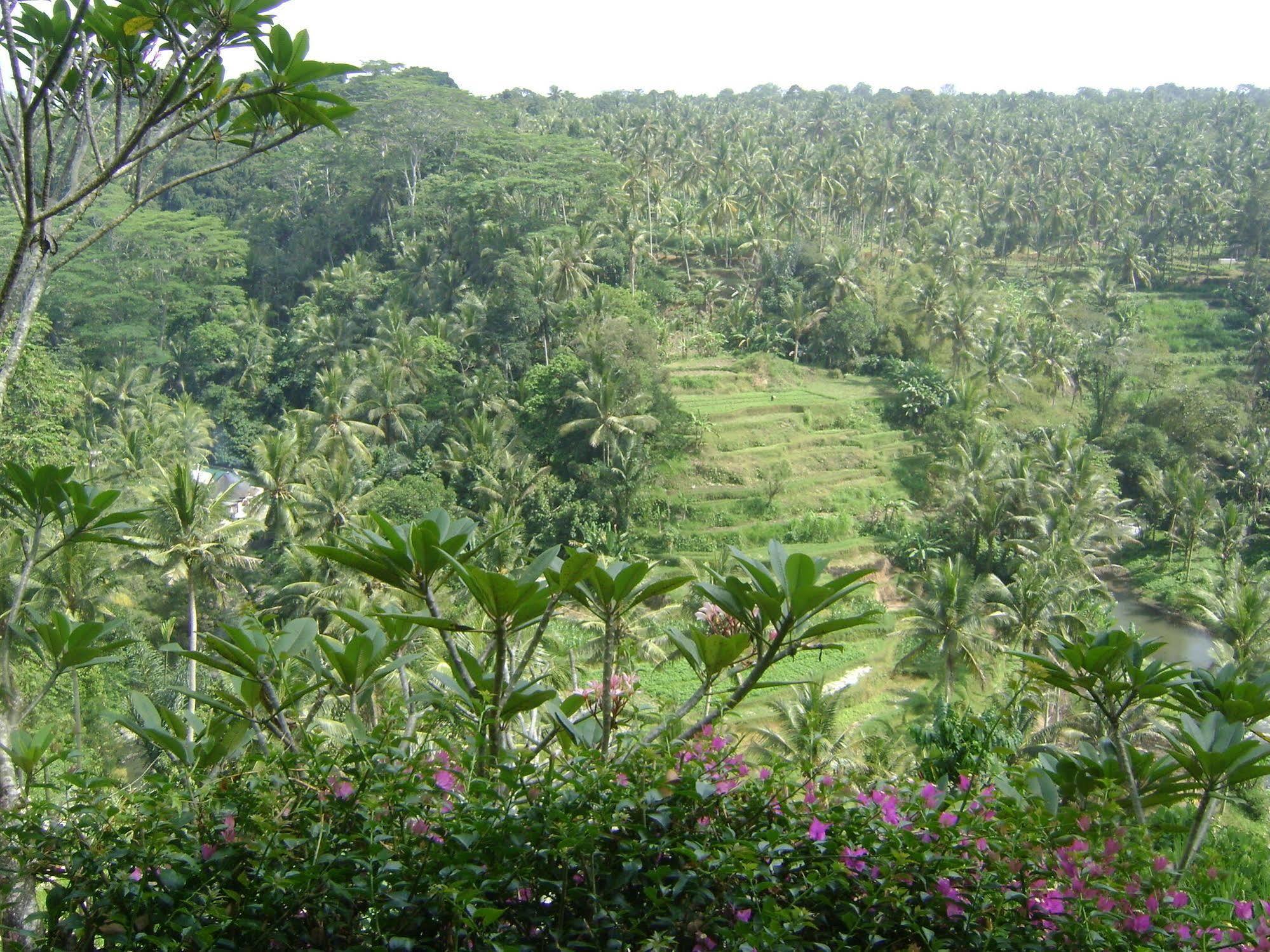 Taman Bebek Bali Hotel Ubud Buitenkant foto