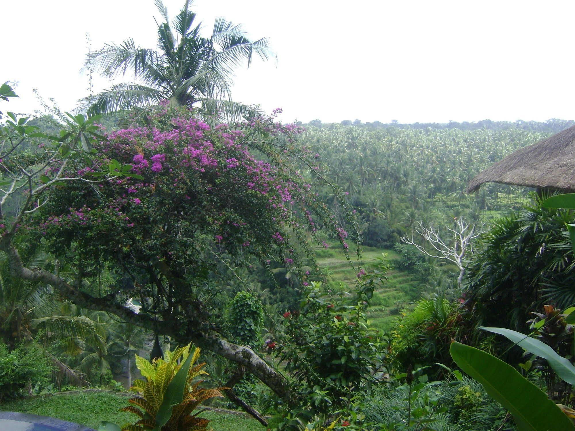 Taman Bebek Bali Hotel Ubud Buitenkant foto